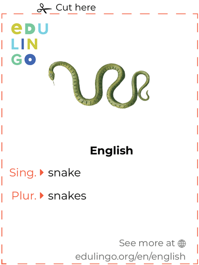 Snake in English vocabulary flashcard for printing, practicing and learning