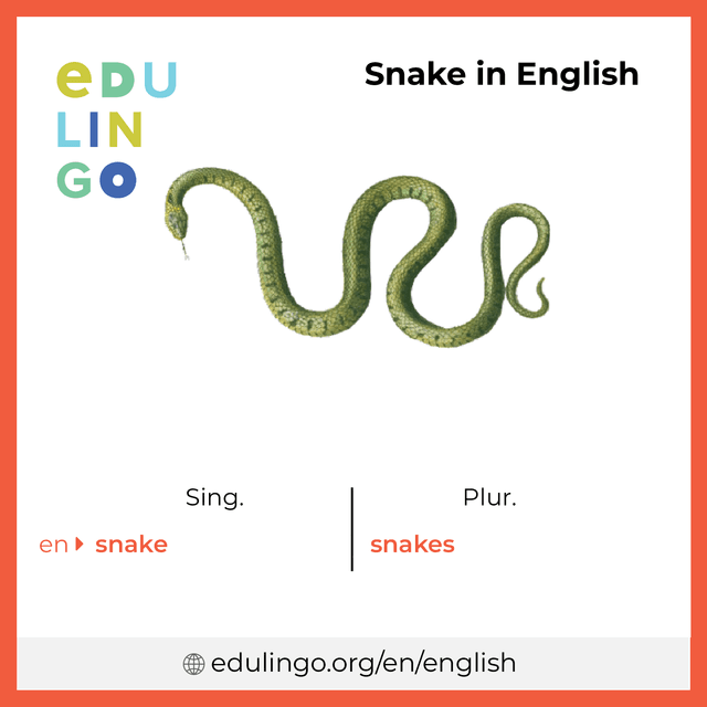 Snake in English vocabulary picture with singular and plural for download and printing