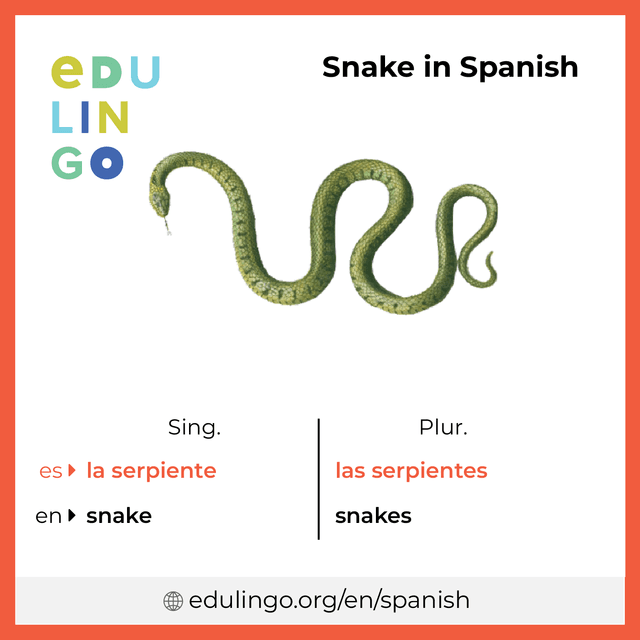 Snake in Spanish vocabulary picture with singular and plural for download and printing