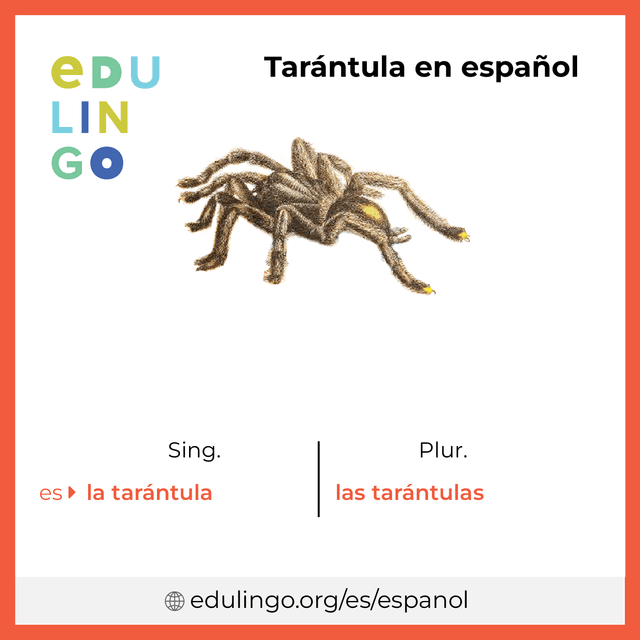 Imagen de vocabulario Tarántula en español con singular y plural para descargar e imprimir