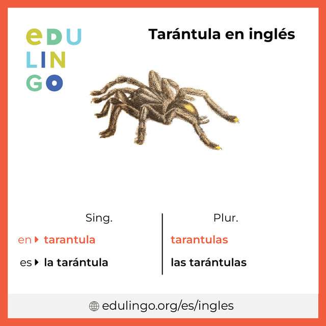 Imagen de vocabulario Tarántula en inglés con singular y plural para descargar e imprimir