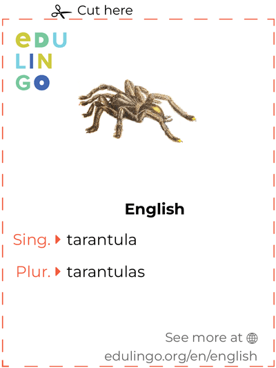 Tarantula in English vocabulary flashcard for printing, practicing and learning