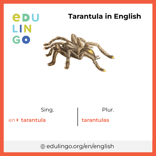 Tarantula in English vocabulary picture with singular and plural for download and printing