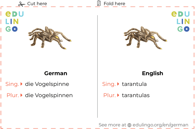Tarantula in German vocabulary flashcard for printing, practicing and learning