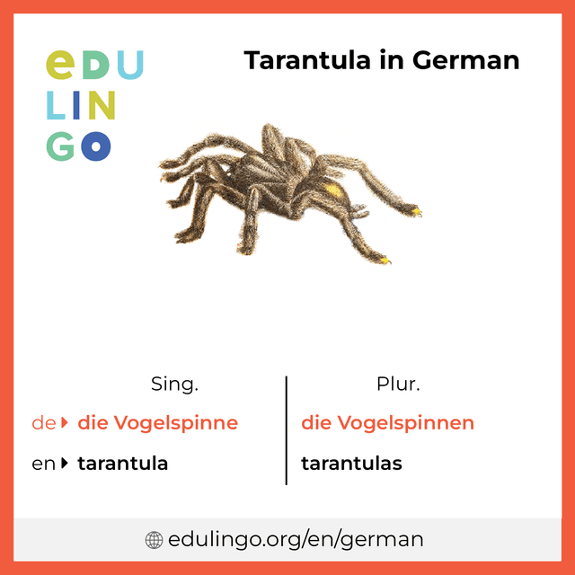 Tarantula in German vocabulary picture with singular and plural for download and printing