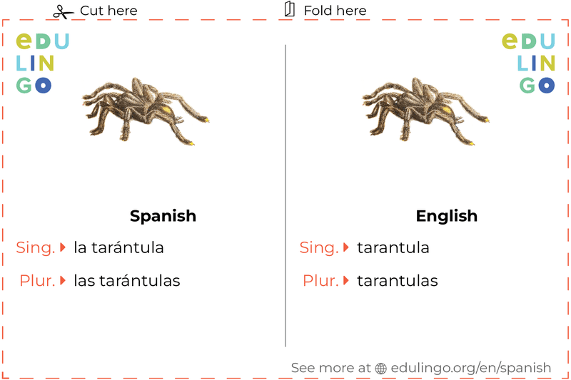 Tarantula in Spanish vocabulary flashcard for printing, practicing and learning