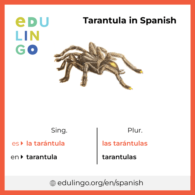 Tarantula in Spanish vocabulary picture with singular and plural for download and printing