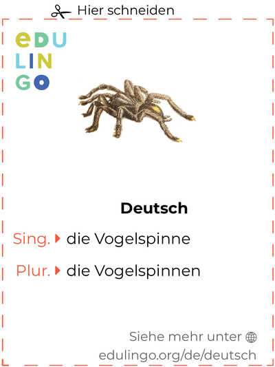 Vogelspinne auf Deutsch Vokabelkartei zum Ausdrucken, Üben und Lernen