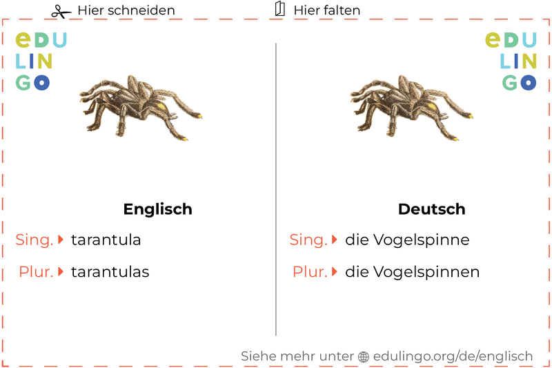 Vogelspinne auf Englisch Vokabelkartei zum Ausdrucken, Üben und Lernen