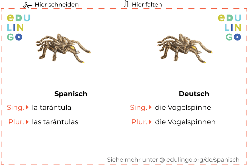 Vogelspinne auf Spanisch Vokabelkartei zum Ausdrucken, Üben und Lernen