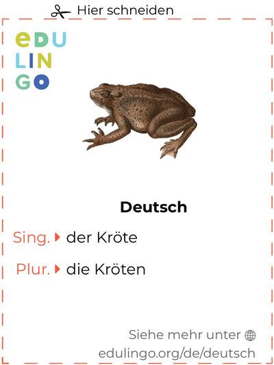 Kröte auf Deutsch Vokabelkartei zum Ausdrucken, Üben und Lernen