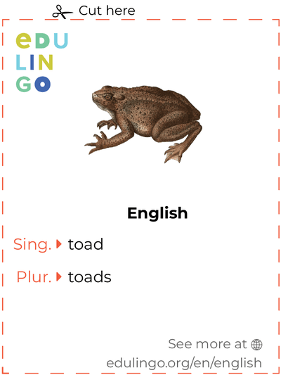 Toad in English vocabulary flashcard for printing, practicing and learning