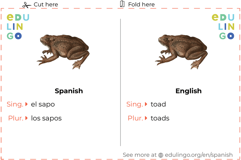 Toad in Spanish vocabulary flashcard for printing, practicing and learning