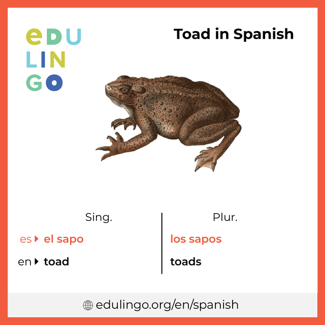 Toad in Spanish vocabulary picture with singular and plural for download and printing