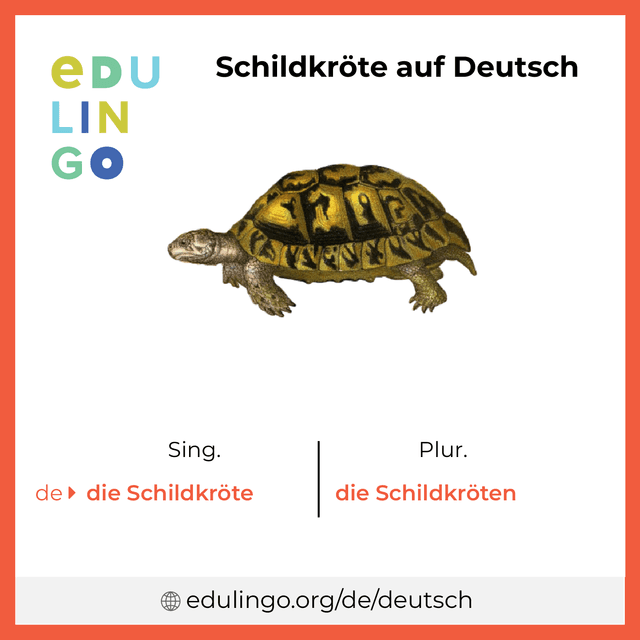 Schildkröte auf Deutsch Vokabelbild mit Singular und Plural zum Herunterladen und Ausdrucken
