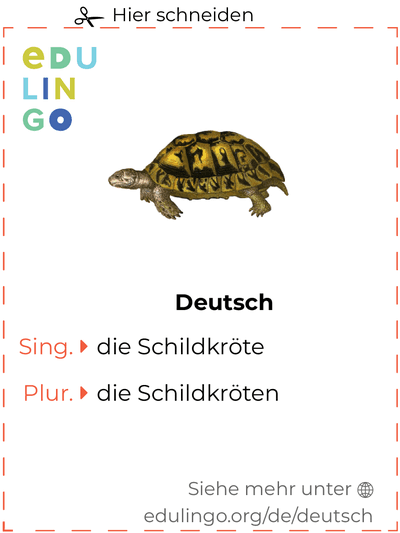 Schildkröte auf Deutsch Vokabelkartei zum Ausdrucken, Üben und Lernen