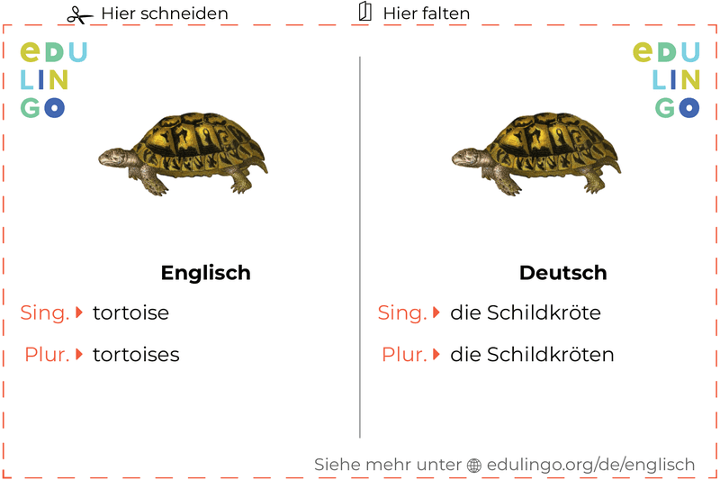 Schildkröte auf Englisch Vokabelkartei zum Ausdrucken, Üben und Lernen