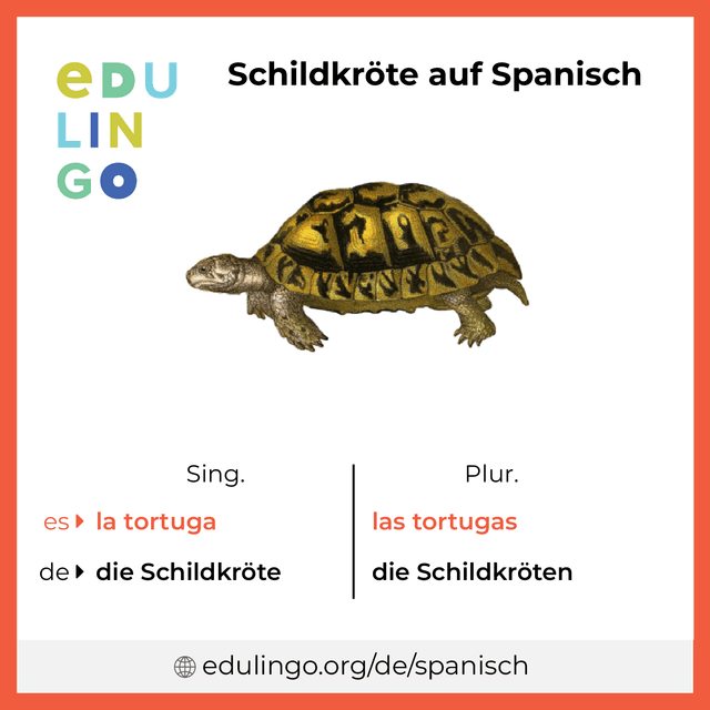 Schildkröte auf Spanisch Vokabelbild mit Singular und Plural zum Herunterladen und Ausdrucken