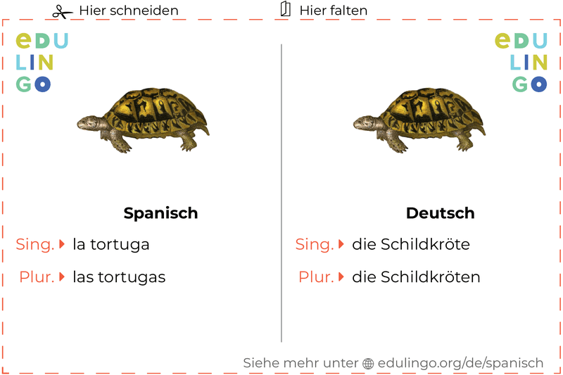 Schildkröte auf Spanisch Vokabelkartei zum Ausdrucken, Üben und Lernen