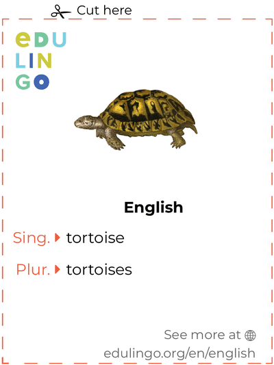 Tortoise in English vocabulary flashcard for printing, practicing and learning