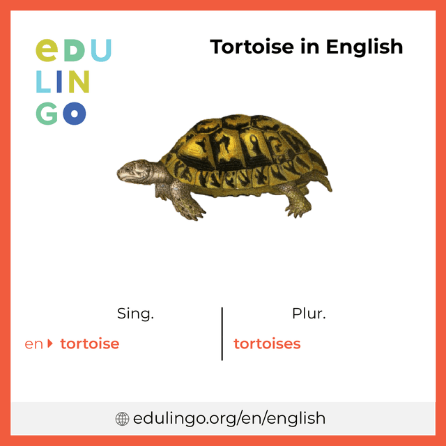 Tortoise in English vocabulary picture with singular and plural for download and printing