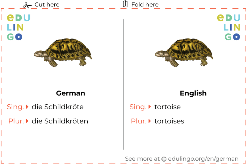 Tortoise in German vocabulary flashcard for printing, practicing and learning