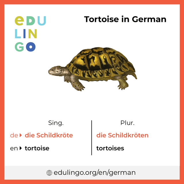 Tortoise in German vocabulary picture with singular and plural for download and printing