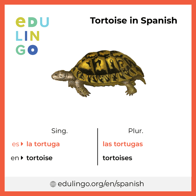 Tortoise in Spanish vocabulary picture with singular and plural for download and printing