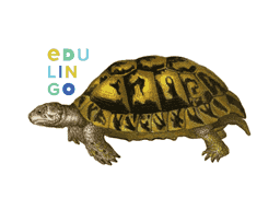 Thumbnail: Tortoise in English