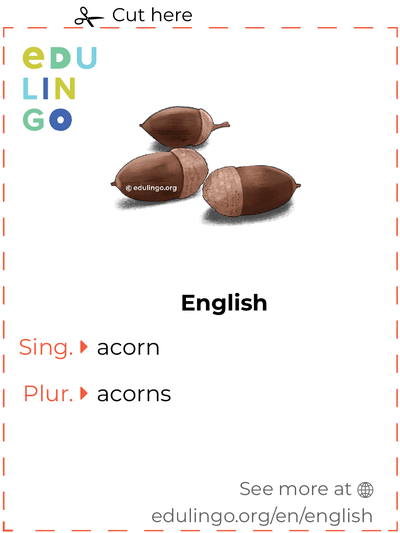 Acorn in English vocabulary flashcard for printing, practicing and learning