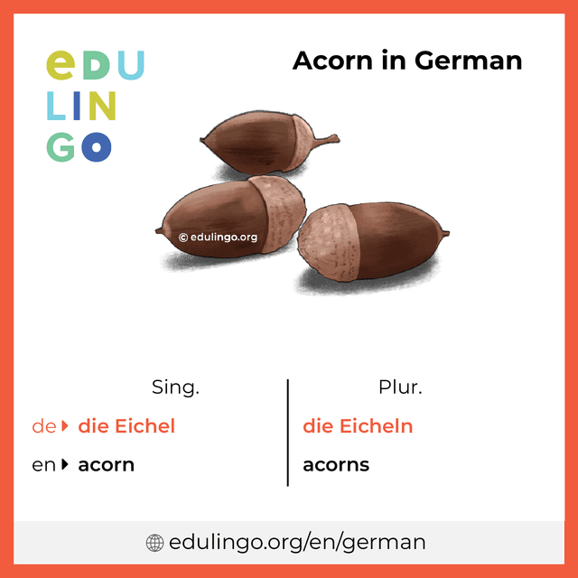 Acorn in German vocabulary picture with singular and plural for download and printing