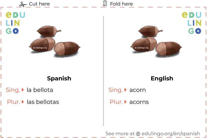Acorn in Spanish vocabulary flashcard for printing, practicing and learning