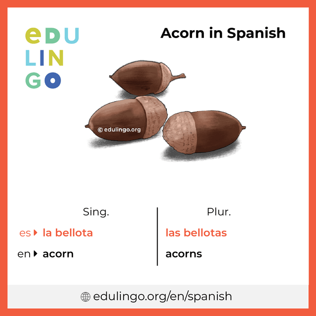 Acorn in Spanish vocabulary picture with singular and plural for download and printing