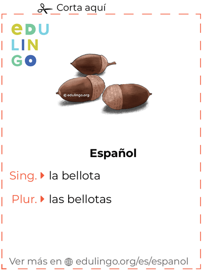 Ficha de Vocabulario Bellota en español para imprimir, practicar y aprender