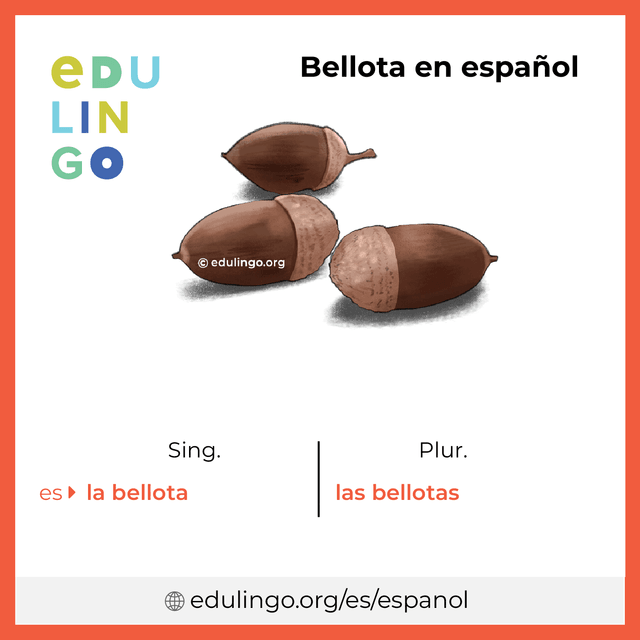 Imagen de vocabulario Bellota en español con singular y plural para descargar e imprimir