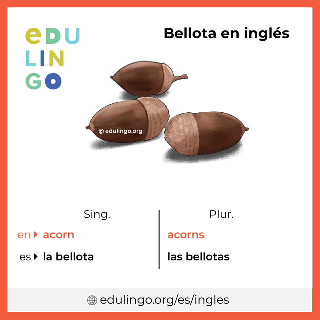 Imagen de vocabulario Bellota en inglés con singular y plural para descargar e imprimir