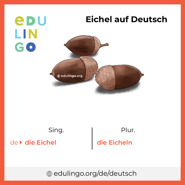 Eichel auf Deutsch Vokabelbild mit Singular und Plural zum Herunterladen und Ausdrucken
