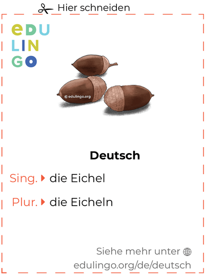 Eichel auf Deutsch Vokabelkartei zum Ausdrucken, Üben und Lernen