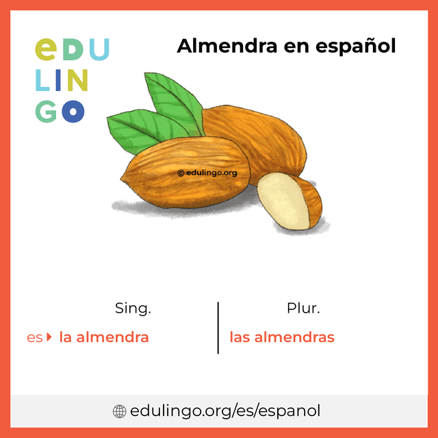 Imagen de vocabulario Almendra en español con singular y plural para descargar e imprimir