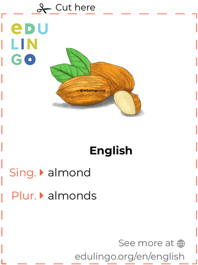 Almond in English vocabulary flashcard for printing, practicing and learning