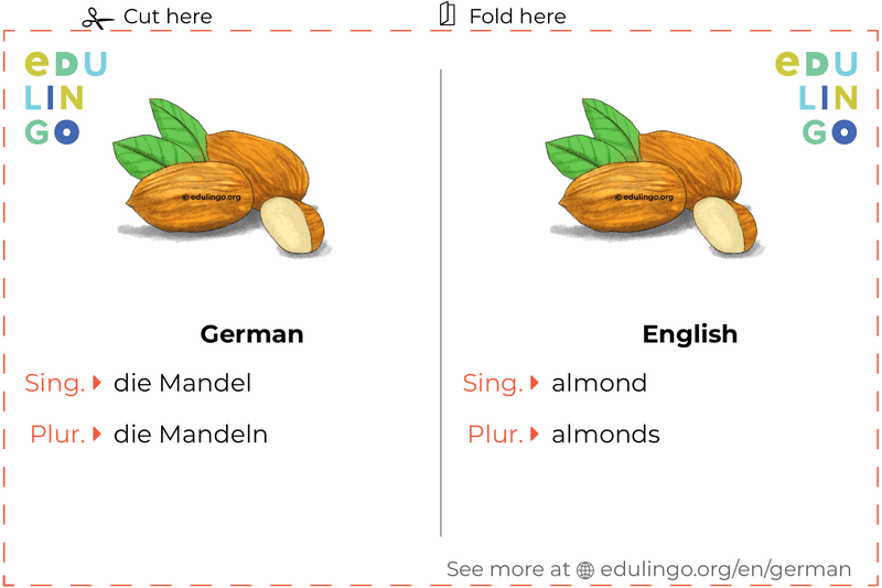 Almond in German vocabulary flashcard for printing, practicing and learning