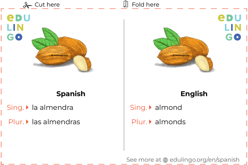 Almond in Spanish vocabulary flashcard for printing, practicing and learning