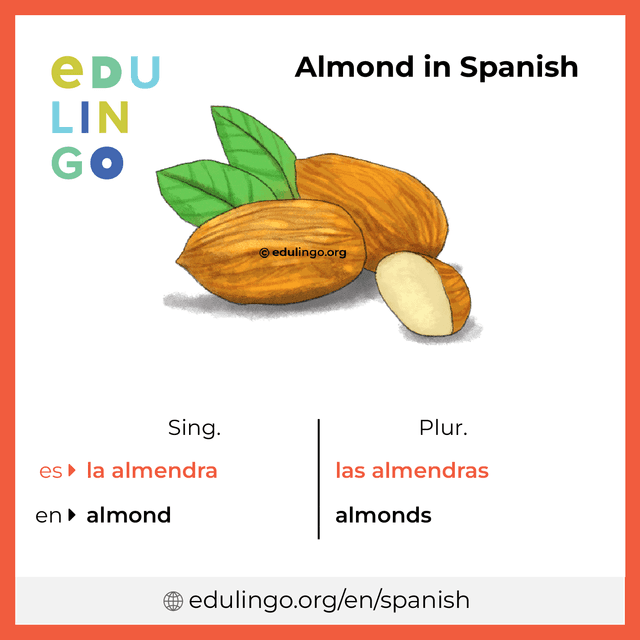 Almond in Spanish vocabulary picture with singular and plural for download and printing