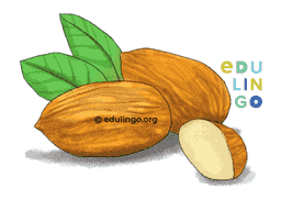 Thumbnail: Almond in English