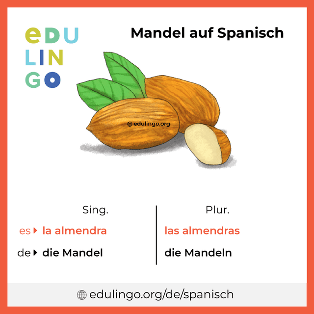Mandel auf Spanisch Vokabelbild mit Singular und Plural zum Herunterladen und Ausdrucken