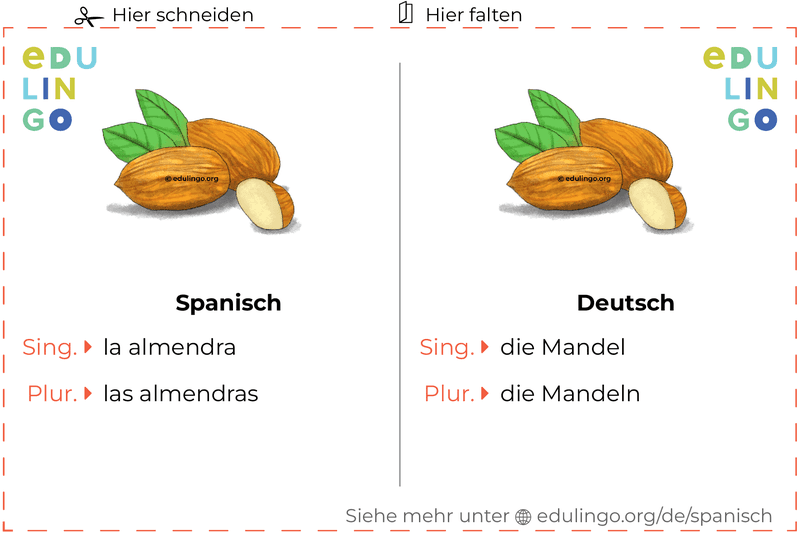 Mandel auf Spanisch Vokabelkartei zum Ausdrucken, Üben und Lernen