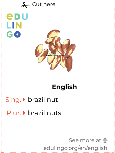 Brazil Nut in English vocabulary flashcard for printing, practicing and learning