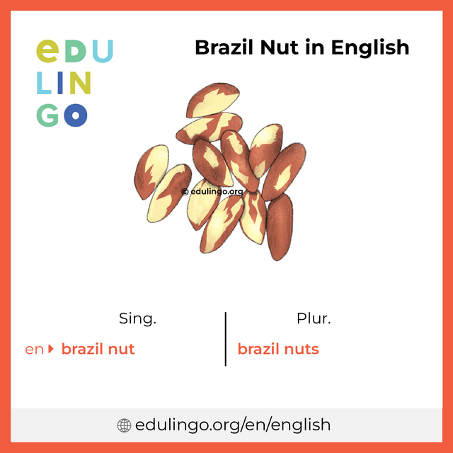 Brazil Nut in English vocabulary picture with singular and plural for download and printing