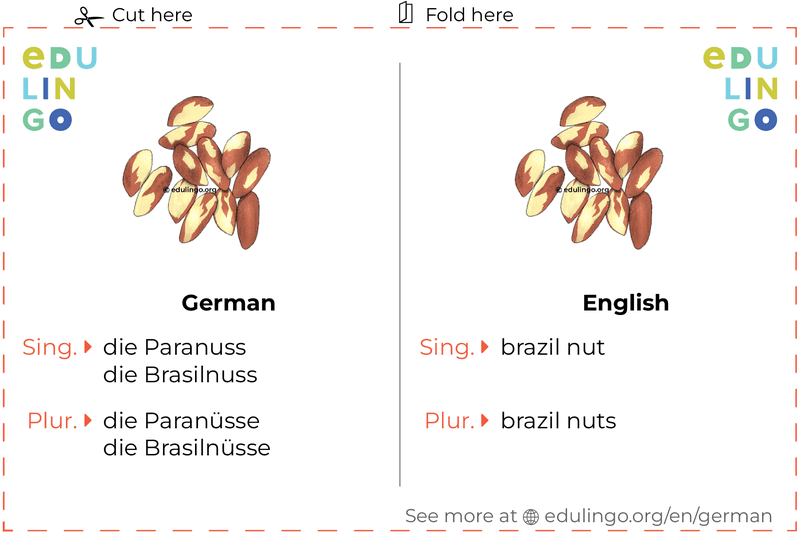 Brazil Nut in German vocabulary flashcard for printing, practicing and learning