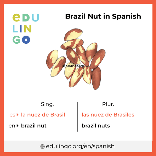 Brazil Nut in Spanish vocabulary picture with singular and plural for download and printing